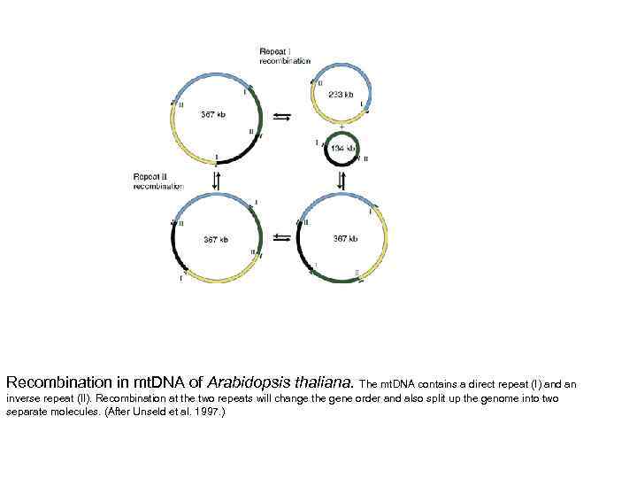 Recombination in mt. DNA of Arabidopsis thaliana. The mt. DNA contains a direct repeat