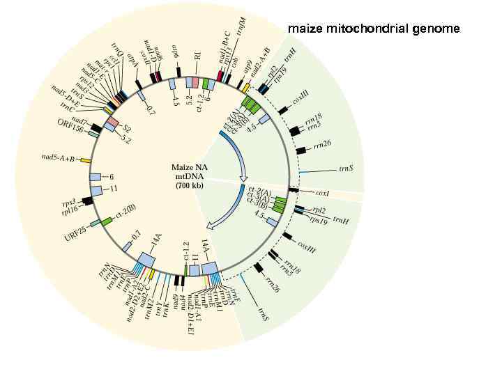 maize mitochondrial genome 