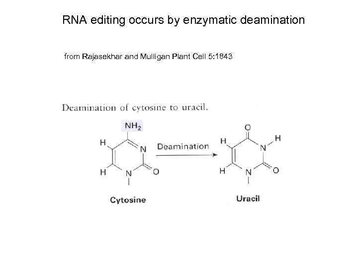 RNA editing occurs by enzymatic deamination from Rajasekhar and Mulligan Plant Cell 5: 1843