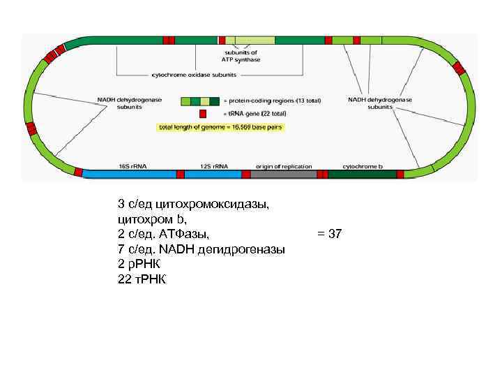 3 с/ед цитохромоксидазы, цитохром b, 2 с/ед. АТФазы, 7 с/ед. NADH дегидрогеназы 2 р.