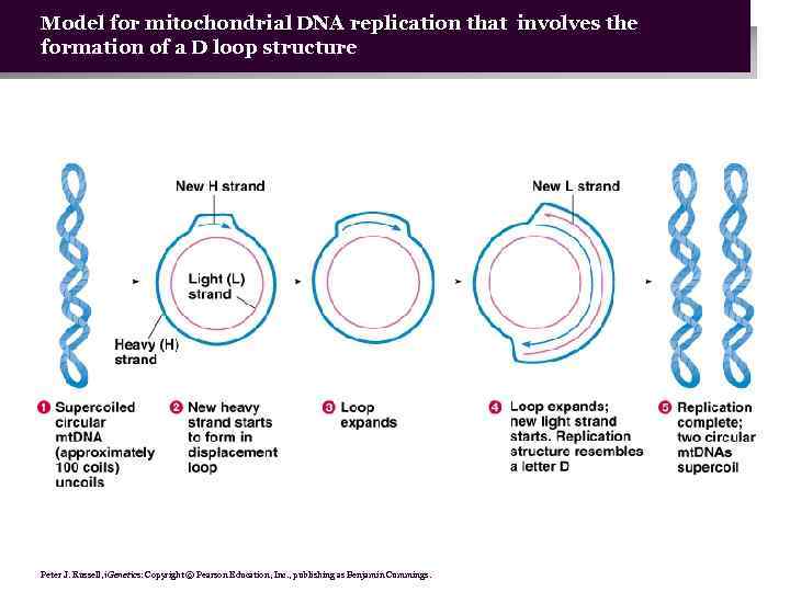 Model for mitochondrial DNA replication that involves the formation of a D loop structure