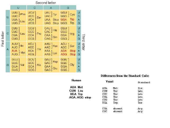 Human AUA Met CUN Leu UGA Trp AGA. AGG stop Yy. Yeast t 
