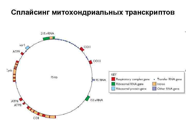 Сплайсинг митохондриальных транскриптов 