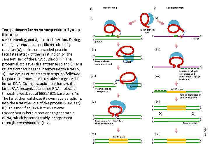 Two pathways for retrotransposition of group II introns: a retrohoming, and b, ectopic insertion.