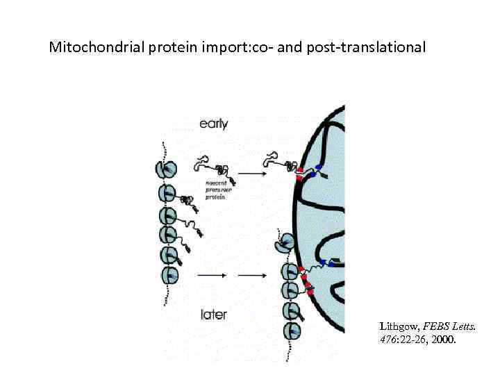 Mitochondrial protein import: co- and post-translational Lithgow, FEBS Letts. 476: 22 -26, 2000. 