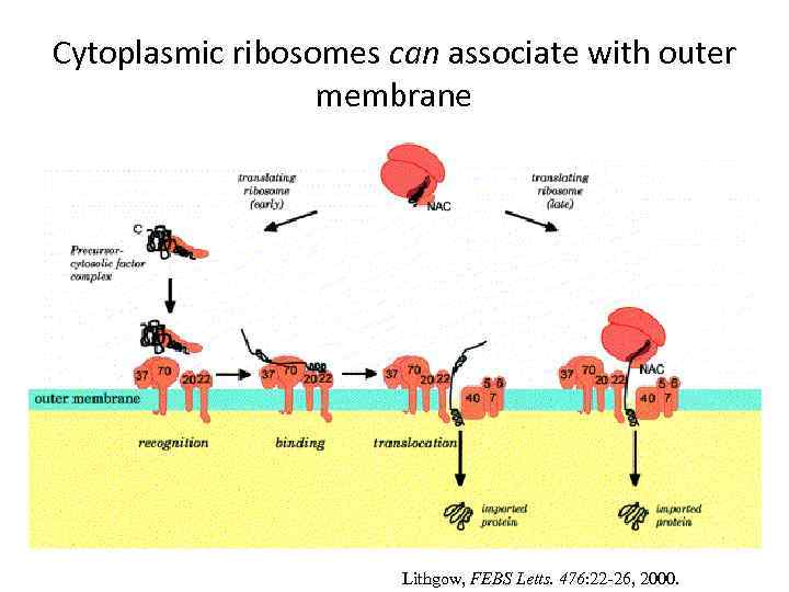 Cytoplasmic ribosomes can associate with outer membrane Lithgow, FEBS Letts. 476: 22 -26, 2000.