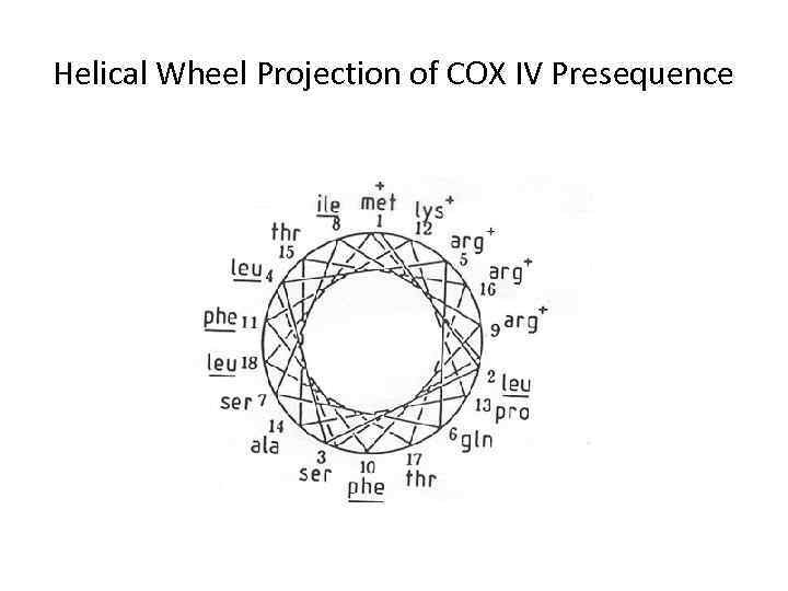 Helical Wheel Projection of COX IV Presequence 