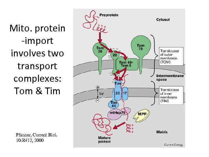 Mito. protein -import involves two transport complexes: Tom & Tim Pfanner, Current Biol. 10: