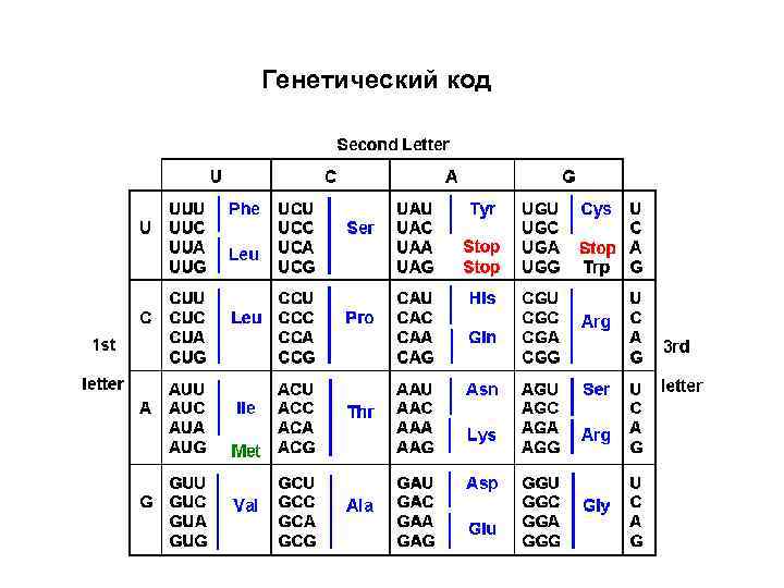 Генетический код фото