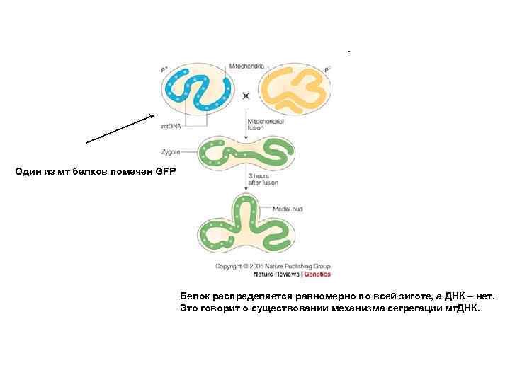 Один из мт белков помечен GFP Белок распределяется равномерно по всей зиготе, а ДНК