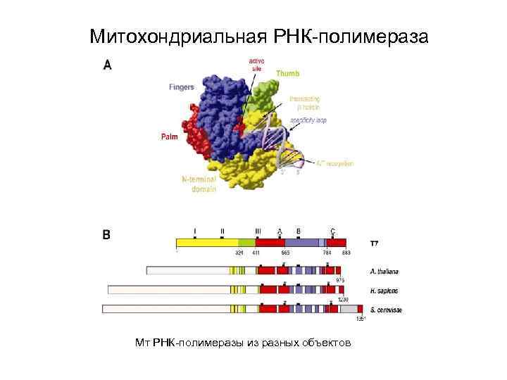 Митохондриальная РНК-полимераза Мт РНК-полимеразы из разных объектов 