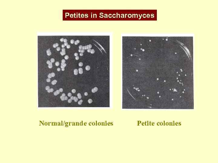 Petites in Saccharomyces Normal/grande colonies Petite colonies 