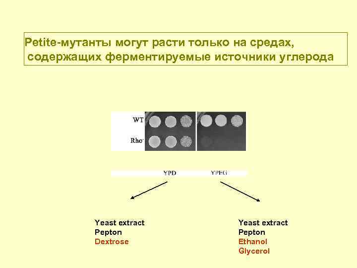 Petite-мутанты могут расти только на средах, содержащих ферментируемые источники углерода Yeast extract Pepton Dextrose