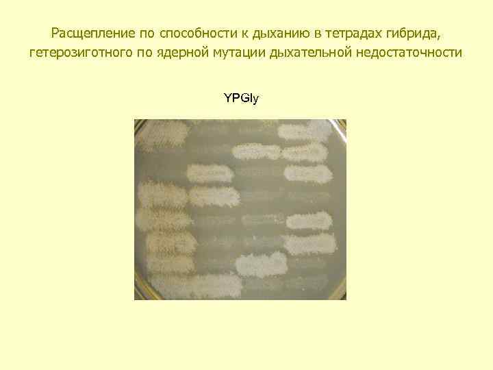 Расщепление по способности к дыханию в тетрадах гибрида, гетерозиготного по ядерной мутации дыхательной недостаточности