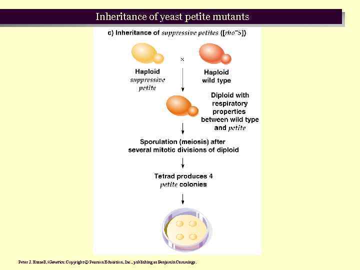 Inheritance of yeast petite mutants Peter J. Russell, i. Genetics: Copyright © Pearson Education,
