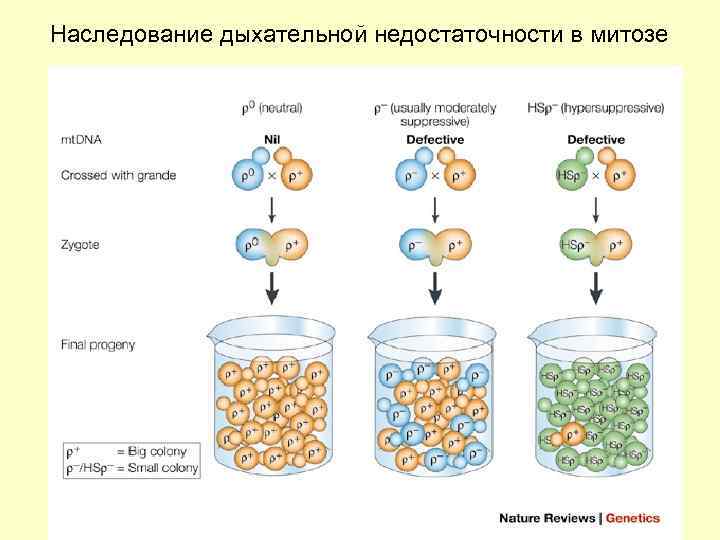 Наследование дыхательной недостаточности в митозе 