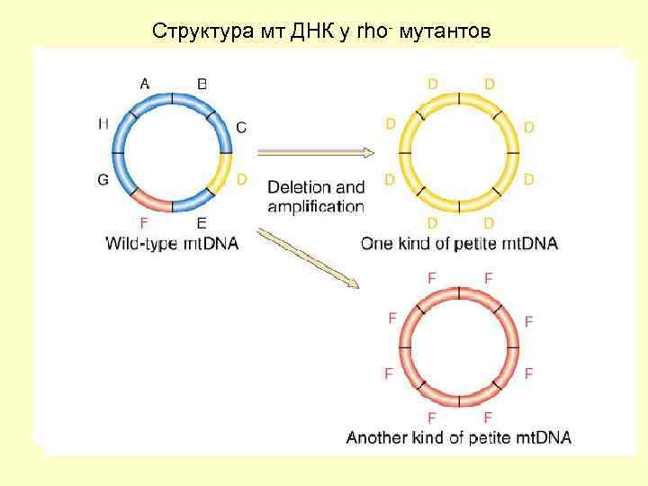 Структура мт ДНК у rho- мутантов 