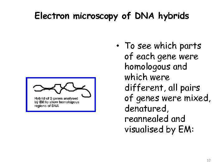 Electron microscopy of DNA hybrids • To see which parts of each gene were