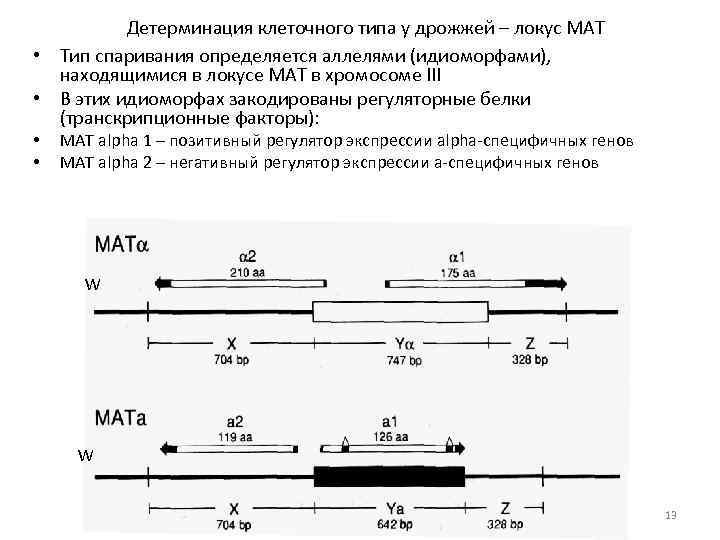 Детерминация клеточного типа у дрожжей – локус МАТ • Тип спаривания определяется аллелями (идиоморфами),