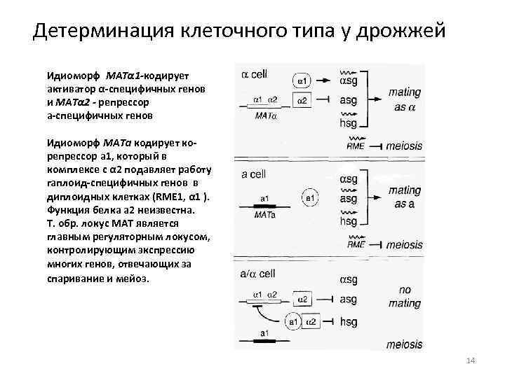 Детерминация клеточного типа у дрожжей Идиоморф MATα 1 -кодирует активатор α-специфичных генов и MATα