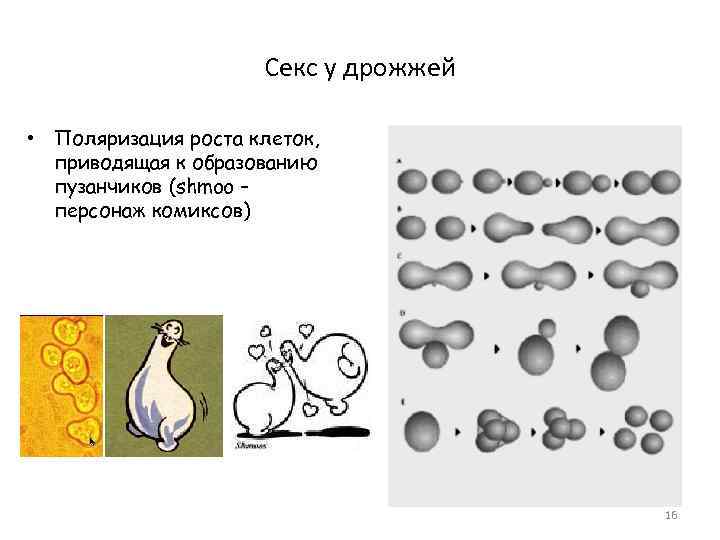 Влияние различных условий на рост и размножение дрожжей проект