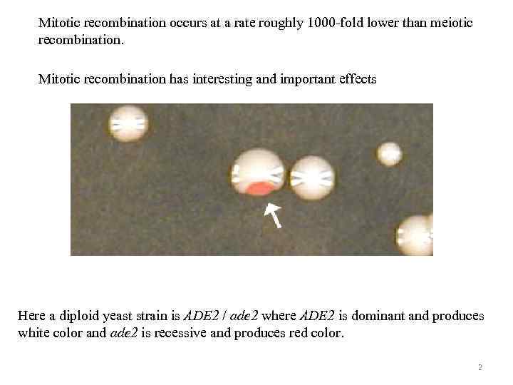 Mitotic recombination occurs at a rate roughly 1000 -fold lower than meiotic Mitotic Recombination