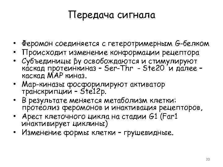 Передача сигнала • Феромон соединяется с гетеротримерным G-белком • Происходит изменение конформации рецептора •