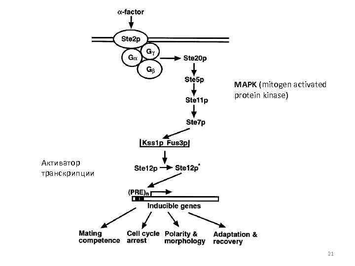 МАРK (mitogen activated protein kinase) Активатор транскрипции 21 