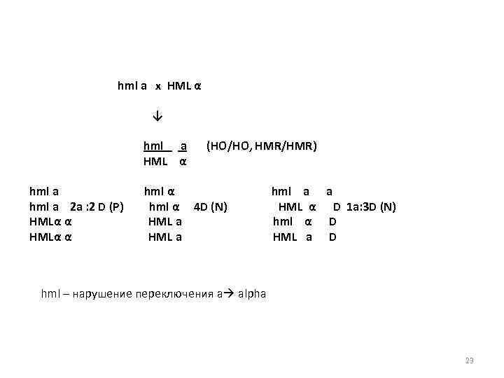 hml a x HML α ↓ hml a HML α hml a 2 a