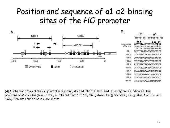 Position and sequence of a 1 -α 2 -binding sites of the HO promoter