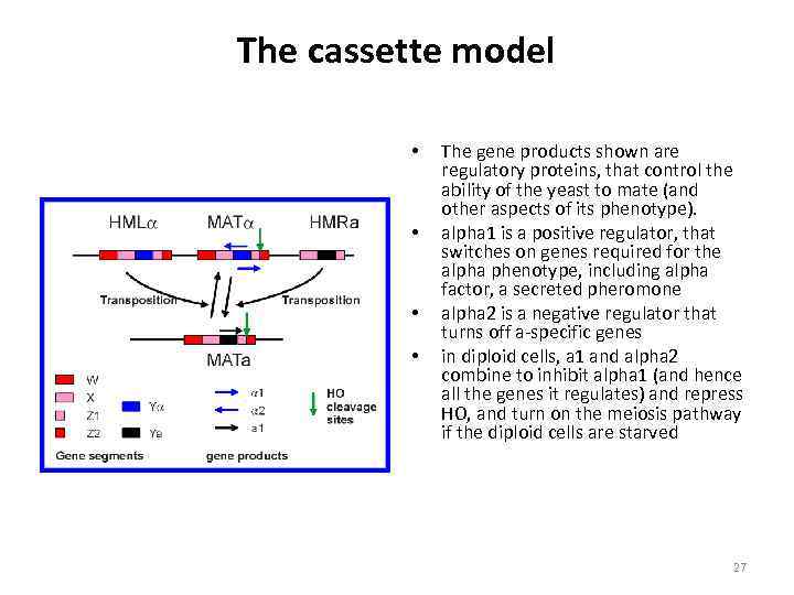 The cassette model • • The gene products shown are regulatory proteins, that control