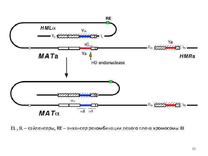 EL , IL – сайленсеры, RE – энхансер рекомбинации левого плеча хромосомы III 30