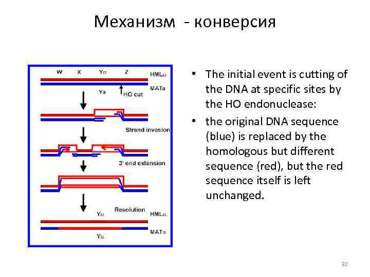 Механизм - конверсия • The initial event is cutting of the DNA at specific