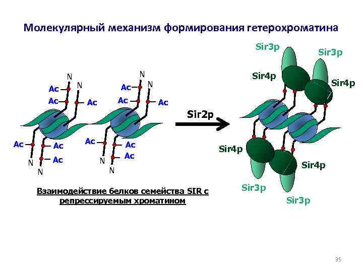 Молекулярный механизм формирования гетерохроматина Sir 3 p N Ac Ac N N Ac Ac