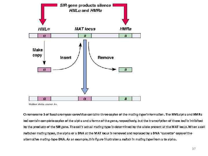 Chromosome 3 of Saccharomyces cerevisiae contains three copies of the mating-type information. The HMLalpha