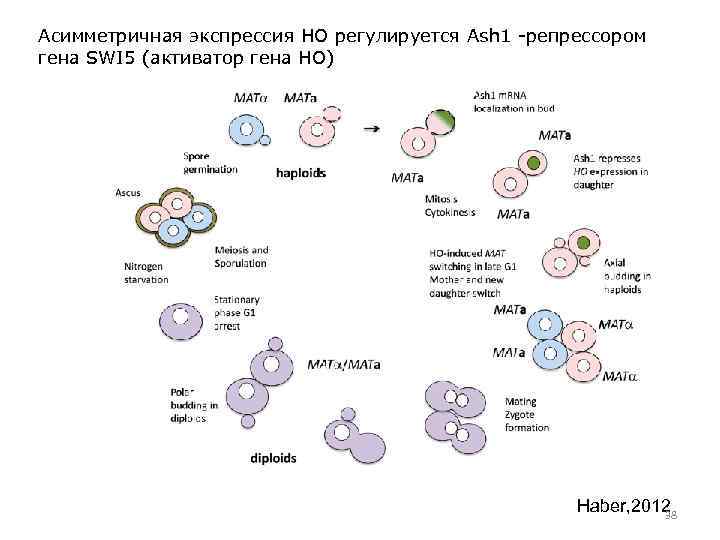Геном человека. Общее количество генов в геноме человека. Прочтение генома. Наименьший геном. Геном человека прочитан.