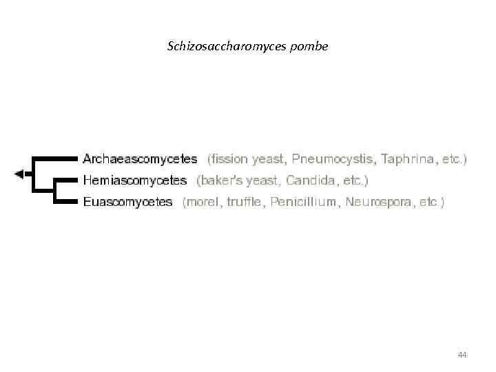 Schizosaccharomyces pombe 44 