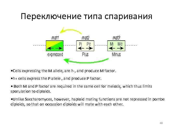 Переключение типа спаривания • Cells expressing the M allele, are h-, and produce M