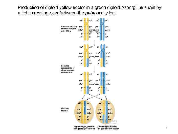 Production of diploid yellow sector in a green diploid Aspergillus strain by mitotic crossing-over