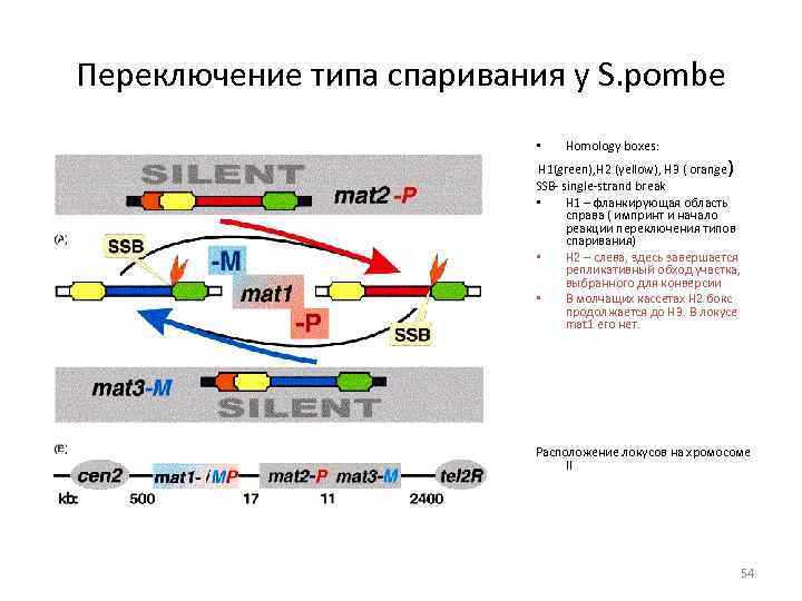 Переключение типа спаривания у S. pombe • Homology boxes: H 1(green), H 2 (yellow),