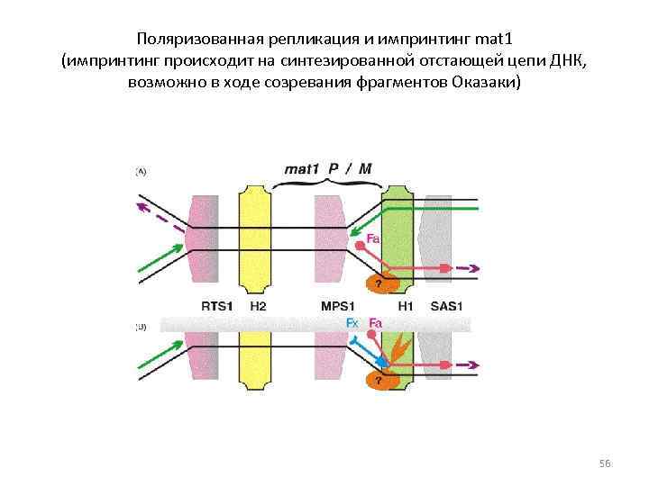 Поляризованная репликация и импринтинг mat 1 (импринтинг происходит на синтезированной отстающей цепи ДНК, возможно