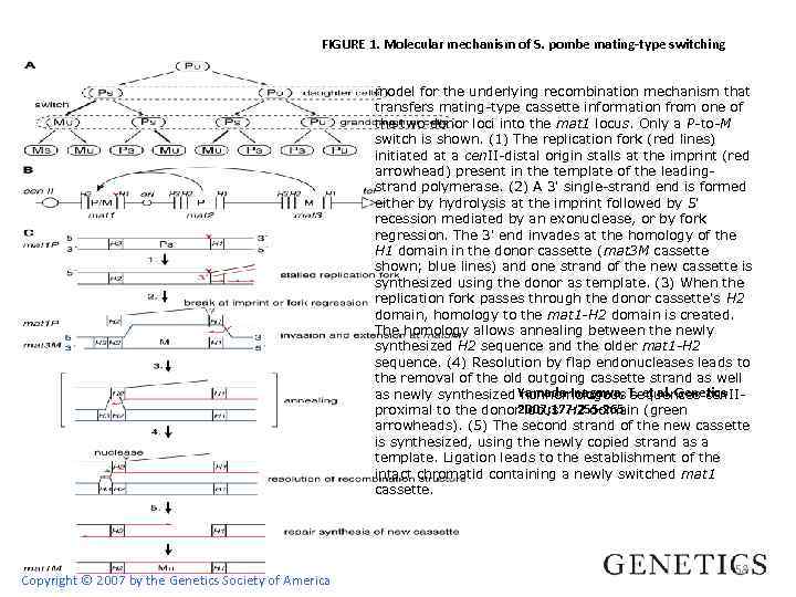 FIGURE 1. Molecular mechanism of S. pombe mating-type switching model for the underlying recombination