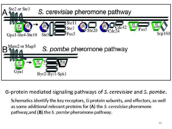 G-protein mediated signaling pathways of S. cerevisiae and S. pombe. Schematics identify the key