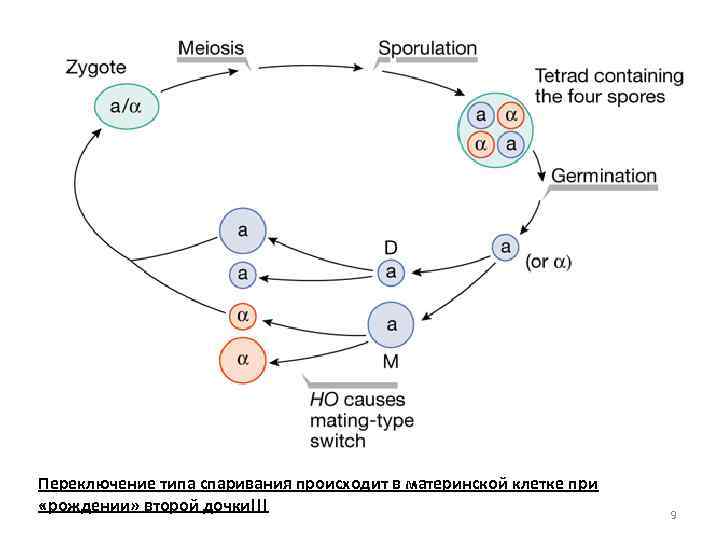 Переключение типа спаривания происходит в материнской клетке при «рождении» второй дочки!!! 9 