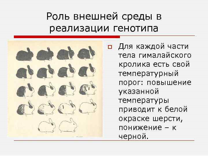 Роль внешней среды в реализации генотипа o Для каждой части тела гималайского кролика есть