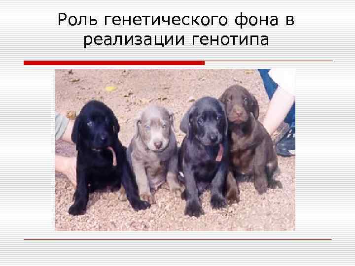 Роль генетического фона в реализации генотипа 