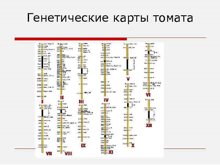 Цитологическая карта и генетическая карта