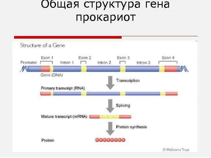 Общая структура гена прокариот 
