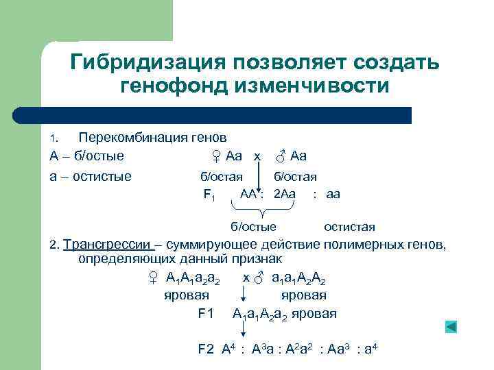 Гибридизация позволяет создать генофонд изменчивости Перекомбинация генов А – б/остые ♀ Аа x 1.