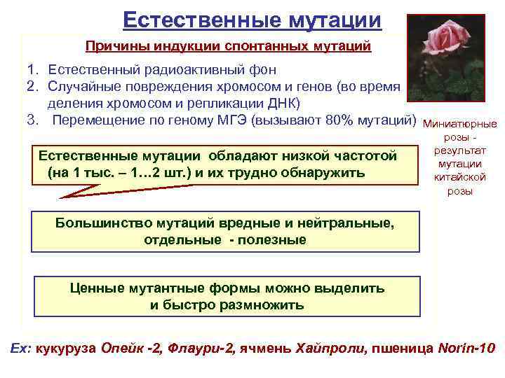 Значение спонтанных мутаций в том что. Естественный мутагенез примеры. Естественные мутации примеры. Спонтанные мутации примеры. Естественный мутагенез в селекции.